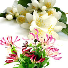 Load image into Gallery viewer, Honeysuckle Jasmine