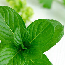 Load image into Gallery viewer, Peppermint & Eucalyptus