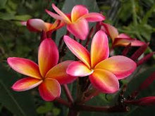 Load image into Gallery viewer, Plumeria