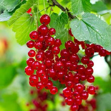 Load image into Gallery viewer, Red Currant