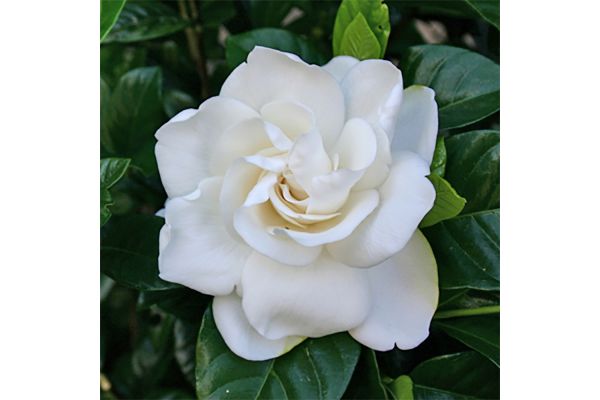 Gardenia