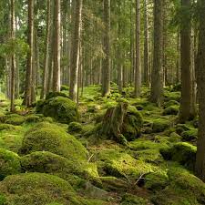 Oakmoss and Amber