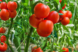 Tomato Vine